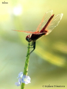 Dragonfly by Stéphane Primatesta 